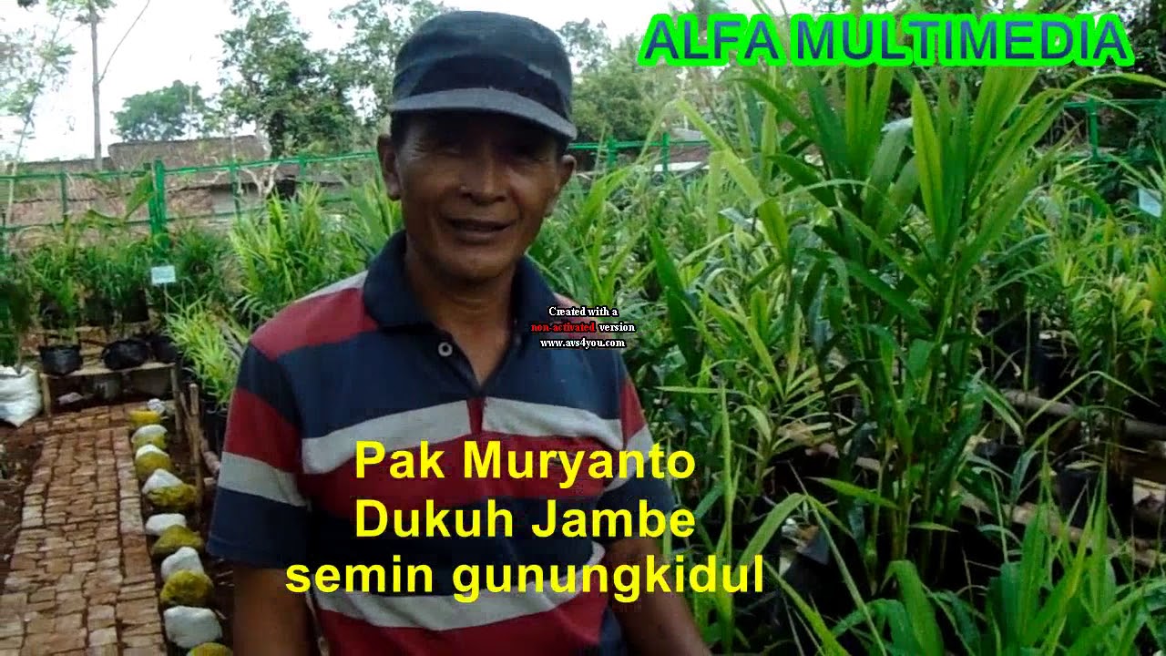 Taman Obat Herbal Bejo Di Jambesemin Gunungkidul