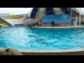 Дельфинарий в Коктебеле