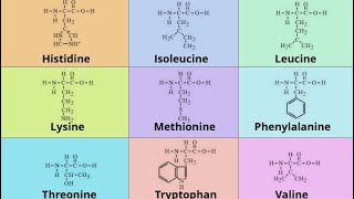 Brief Intro to 9 Essential Amino Acids Series! Where do you get your Aminos Bro?