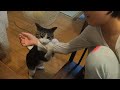 娘の腕に執拗に食らいつく猫　暴れ猫/保護猫ハナ♂