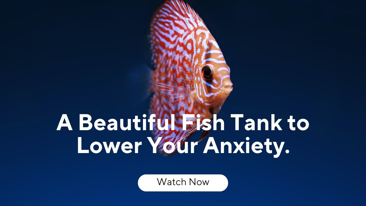 Tranquility in Motion: A Beautiful Fish Tank to Lower Your Anxiety ...