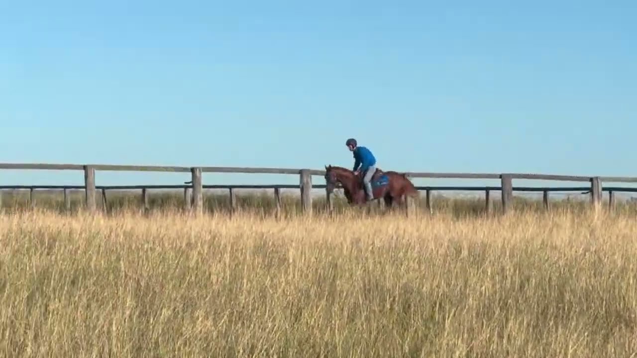 TORONADO x HEAVENLY BRIDGES colt - Kenmore Lodge update