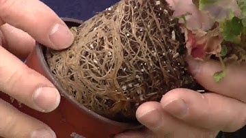 5/10/18 Tips for Choosing Spring Plants and UVM