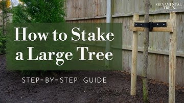 How to Easily Stake a Large Tree (Mature Trees over 2.5m) | Tree 101