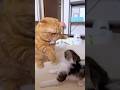 子猫と短足猫の初めて喧嘩が可愛すぎたwww【預かり保護猫】