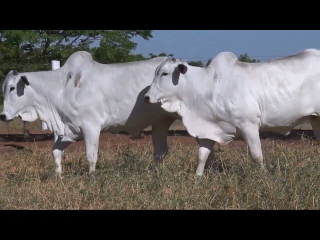 LOTE 44   2825 2767 2783 mp4