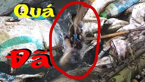 Câu Cá Lóc Bằng Vịt Cá Lóc Táp Đúng Nhây Giật Con Cá Đã Tay