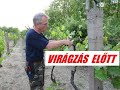 A szőlő virágzás előtt - hajtásrendezés - permetszerek