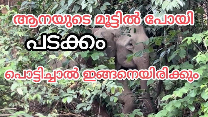 ആനയുടെ മുന്നിൽ വെച്ച് തന്നെ  പടക്കം പൊട്ടിക്കണം