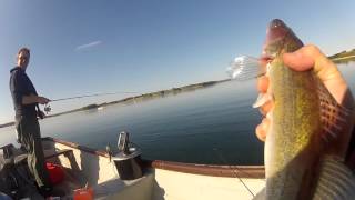 Vertical Jigging For Zander at Rutland Water