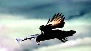 The Chicken and The Eagle Story_ by Dr. Eldon Taylor