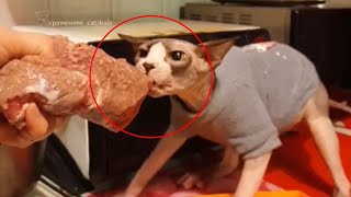 I Didn't Feed My Sphynx Cat For Days And This Happened.....😲😲😲 by Sphynx Lovers 5,606 views 4 years ago 4 minutes, 15 seconds