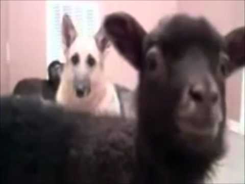 Russell Howard Lamb "Yeah" - MediaMonkey
