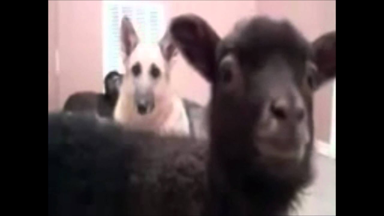 Russell Howard Lamb "Yeah" - MediaMonkey