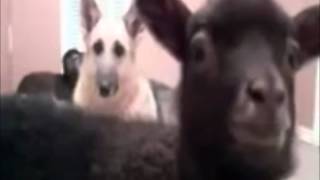 Russell Howard Lamb Yeah - MediaMonkey