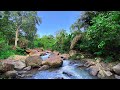 Tranquil River Sounds Flowing Through Big Rocks in Lush Jungle for Relaxation & Sleep - River Sounds