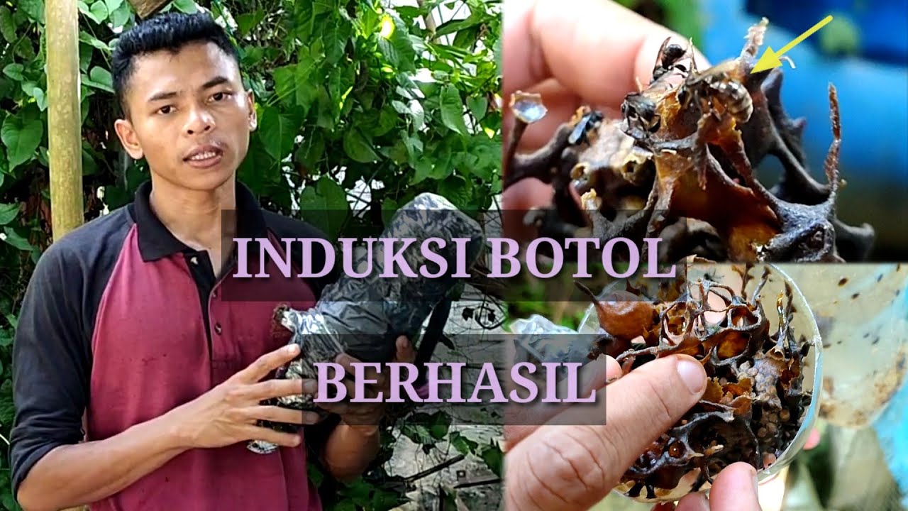 Induksi kelulut dalam botol berhasil