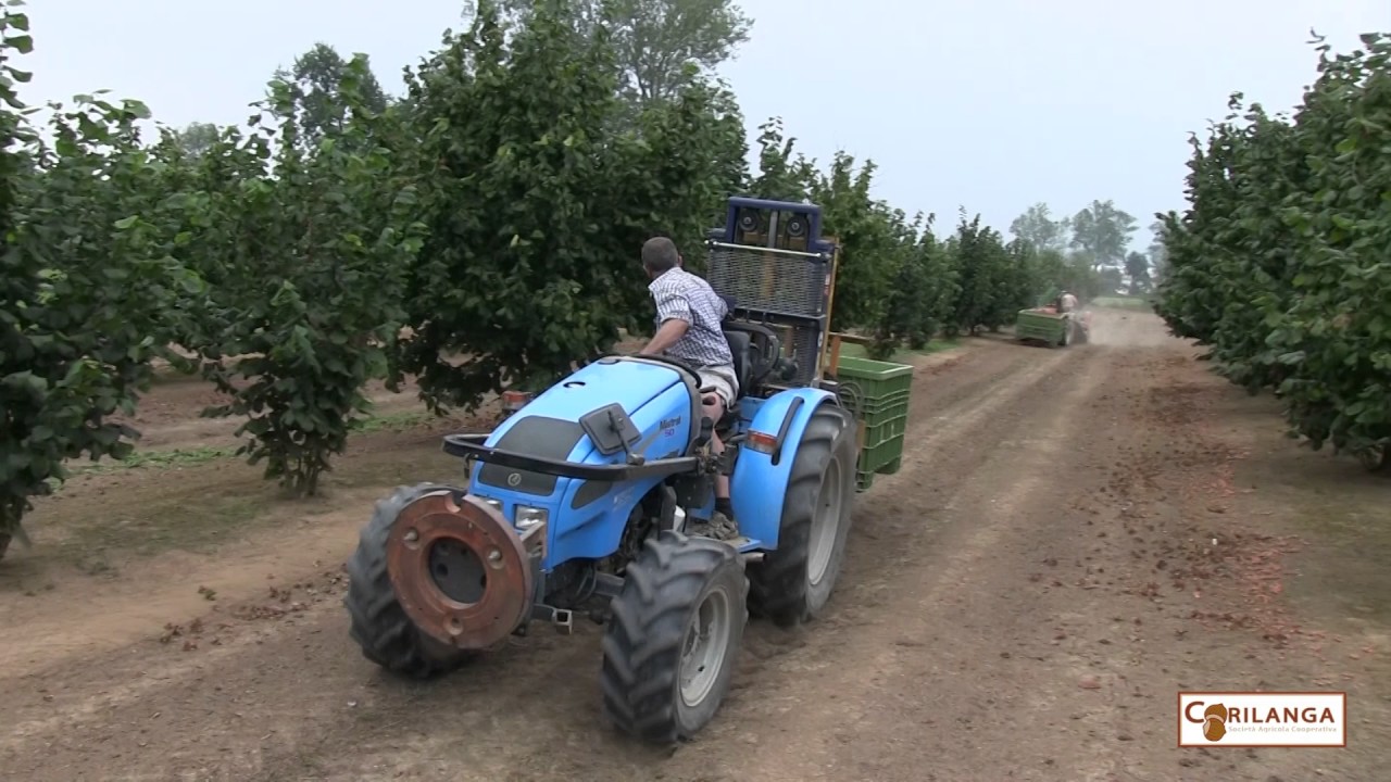 Corilanga semplicemente squisita