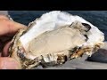 生牡蠣はレモンだけで食べるのが1番美味しい食べ方⁉️ 생굴 市場 海鮮 グルメ　생굴 ‎محار روي Ostra en bruto Ostra crua Сырая устрица