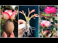 Right way to propagation multi roses from rose flower  dr plants x