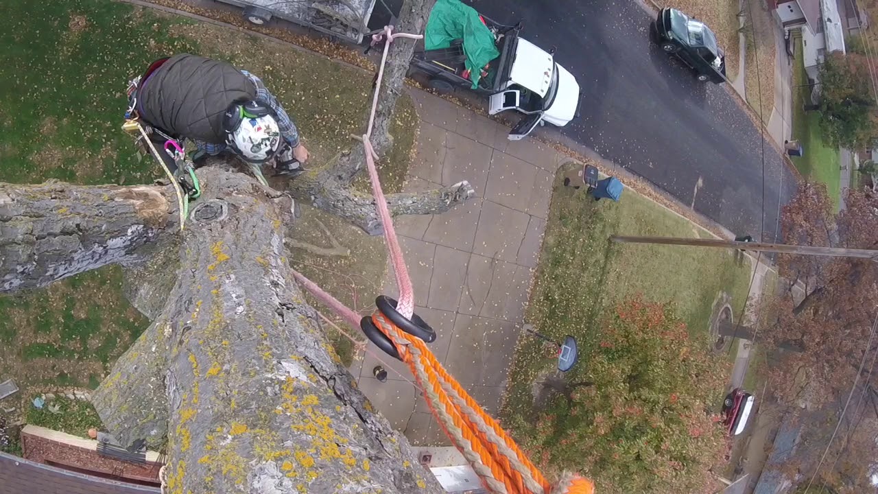 Climbing dead oak with spikes and rigging it down! - YouTube