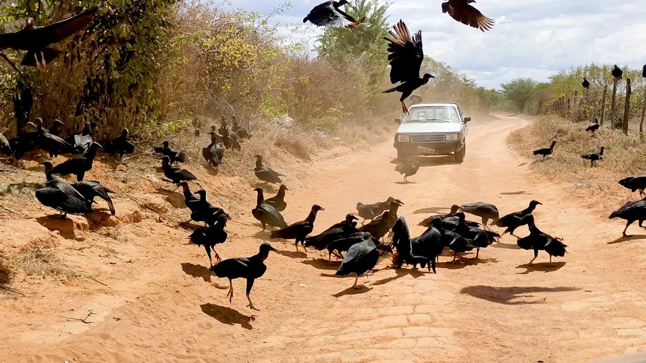 Urubus Cachorro E Carro Tudo Neste Vídeo