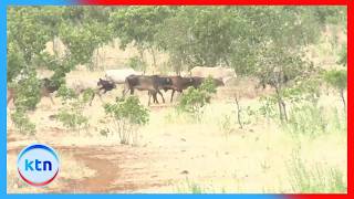 Wakazi wa Igembe North wadai wafugaji waondolewe kutokana na migogoro ya ardhi