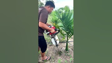 Cách bứng gốc cây siêu tốc