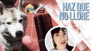 DEJO a mi PERRO SOLO en CASA sin que LLORE *HUSKY SIBERIANO* || #vlog