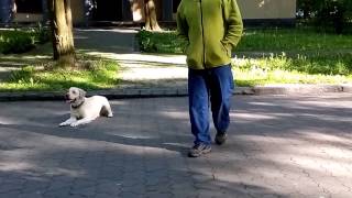 Лабрадор ретривер Перси часть 2. Львов дрессировка собак 0673430154 Labrador retriever Лабрадор ретривер Перси часть 2. Львов дрессировка собак 0673430154 Labrador retriever
