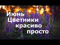 Цветники в июне — красиво и просто!