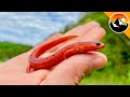 Salamander Scavenger Hunt! - How Many Will We Find?!