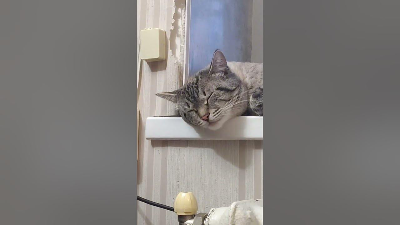 наелся и спит - YouTube