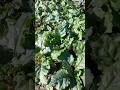 Canteiro de beterraba, quem gosta? #vidanaroça #sabiadocampo #vidareal #sitio #horta #plantando