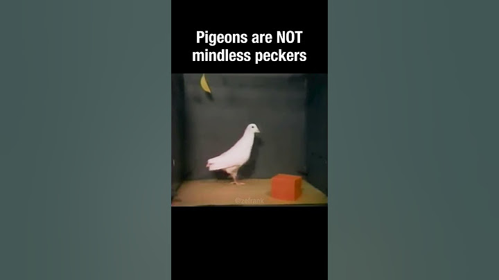 Pigeons are NOT mindless peckers #truefacts #shorts #pigeons
