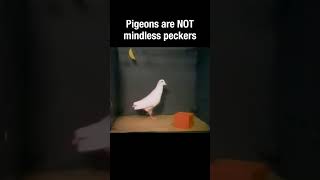 Pigeons Are Not Mindless Peckers #Truefacts #Shorts #Pigeons