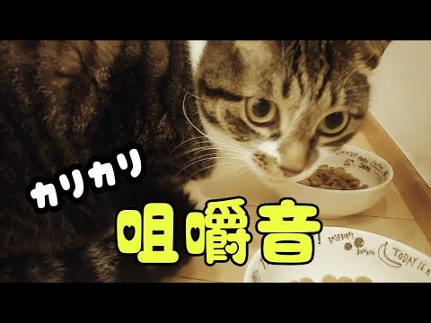 【咀嚼音】ASMR 猫がカリカリを食べる音 Mastication sound