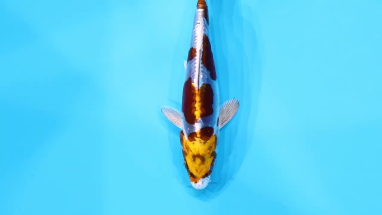 若鯉直前販売会2026】AJYKS2026-026の出品鯉のご紹介！！ - YouTube