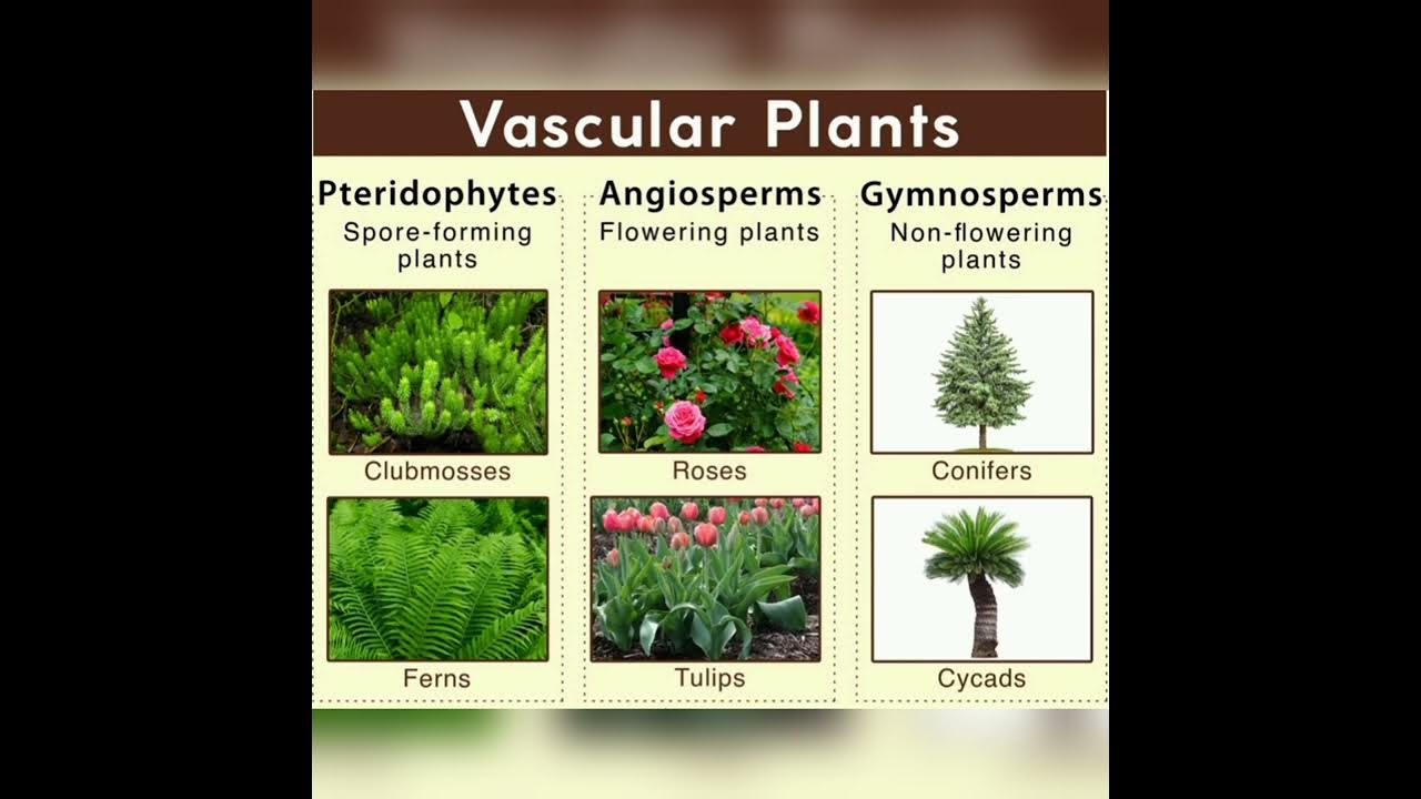 VASCULAR PLANTS /TYPES OF VASCULAR PLANTS /DETAILS YouTube