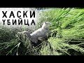 ХАСКИ УБИЙЦА. Хаски Капелла охотится на уток на Финском озере
