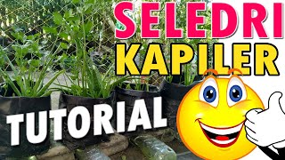HOW TO PLANT CELERY, Celery CAPILLARY Irrigation is similar to Hydroponic SOP Leaves