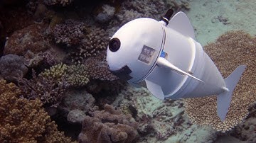 SoFi robotic fish with an MIT eye lens swims in the ocean can explore without scaring the locals.