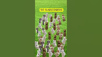 100 Subs Is Just the Beginning… The Cat Army Grows! 🐾 #cat #cutecat #catlover #kitten #catvideos