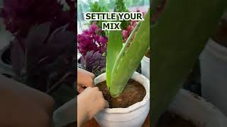 ALOEVERA #iamflora #aloevera #aloe #aloeveraskincare #aloepropagation #garden #planters #terracotta