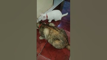 Molly & Si utih makan singkong rebus 🐈🐈#shorts#short