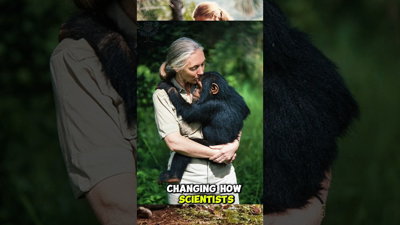 «Из джунглей на мировую сцену: история Джейн Гудолл 🌿» 
