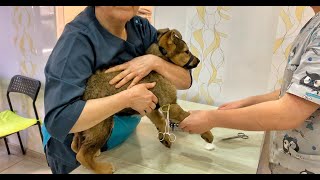 We went to Rescue 3 Puppies... but what we found Made us Cry!