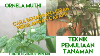 TEKNIK PEMULIAAN TANAMAN: TEKNIK PERSILANGAN CABAI