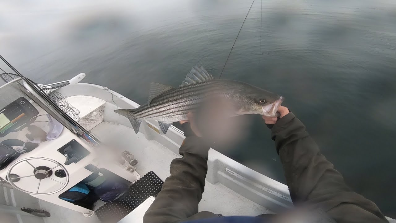 Fly Fishing and Light tackle for Striped Bass on Sand Eels. YouTube