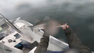 Fly Fishing and Light tackle for Striped Bass on Sand Eels.